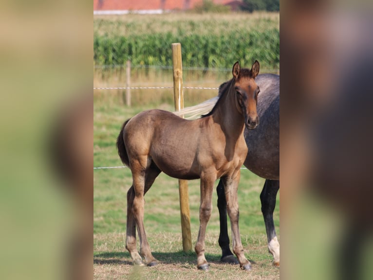 PRE Hengst 1 Jahr Dunkelbrauner in Alveringem