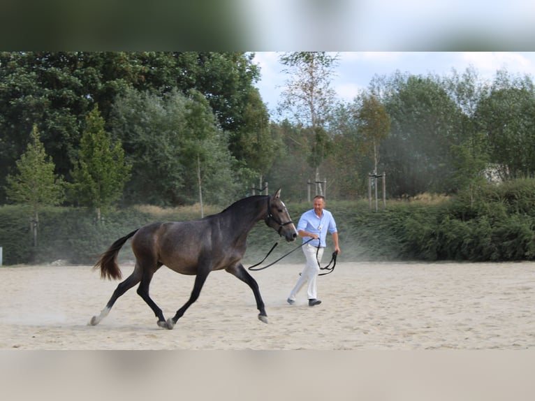 PRE Mix Hengst 1 Jahr Dunkelbrauner in Alveringem