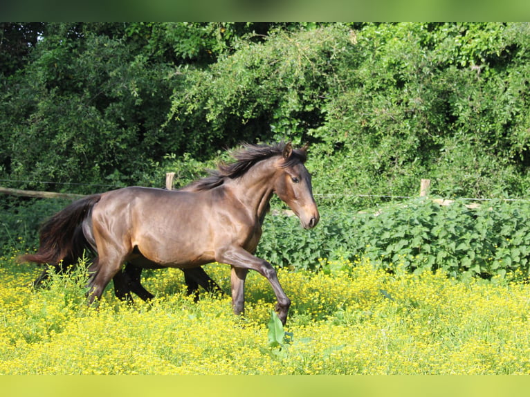 PRE Mix Hengst 1 Jahr Dunkelbrauner in Alveringem