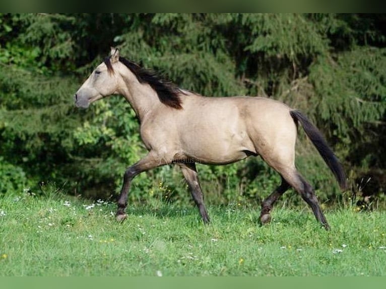 PRE Mix Hengst 1 Jahr Falbe in klagenfurt