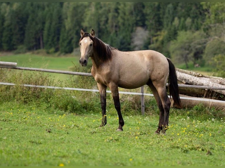 PRE Mix Hengst 1 Jahr Falbe in klagenfurt