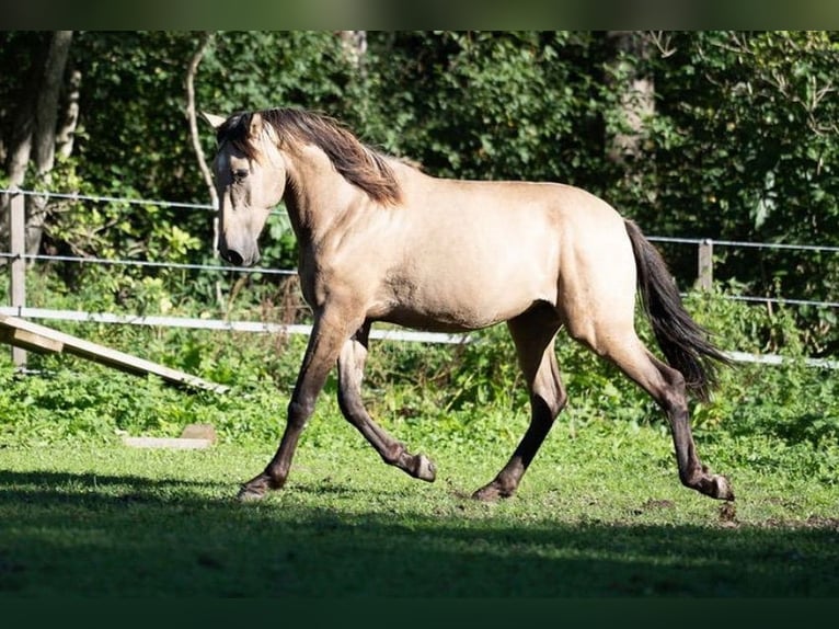 PRE Mix Hengst 1 Jahr Falbe in klagenfurt