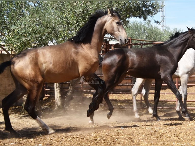 PRE Mix Hengst 1 Jahr Falbe in Provinz Granada