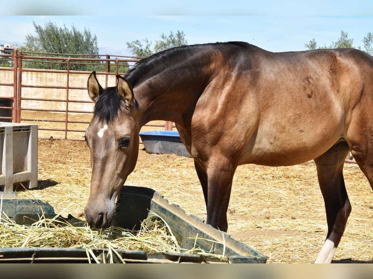 PRE Mix Hengst 1 Jahr Falbe in Provinz Granada