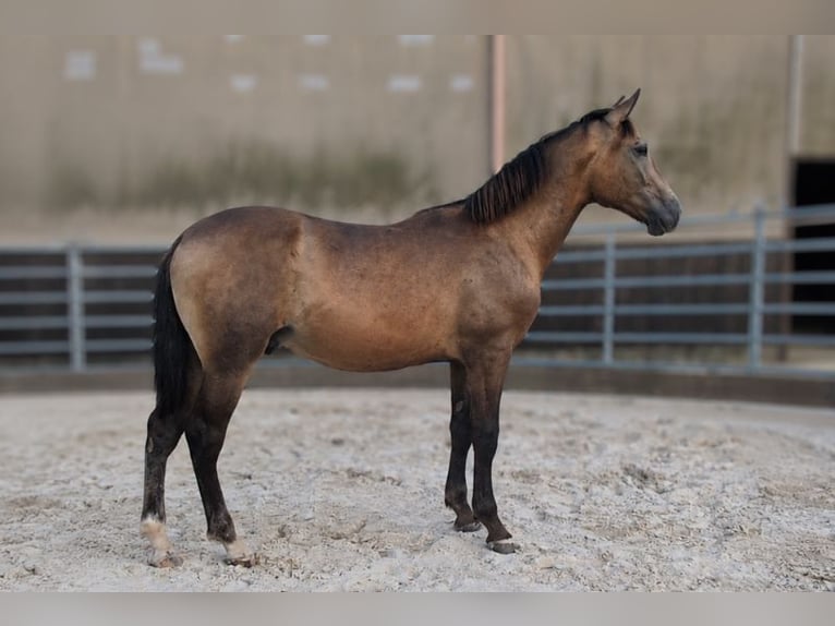 PRE Mix Hengst 1 Jahr Falbe in Caumont