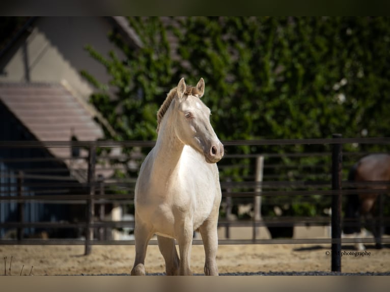 PRE Hengst 1 Jahr  in Le Coudray-sur-Thelle