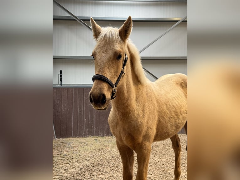 PRE Hengst 1 Jahr Palomino in Soria