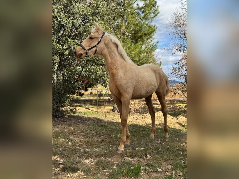 PRE Hengst 1 Jahr Palomino in Soria