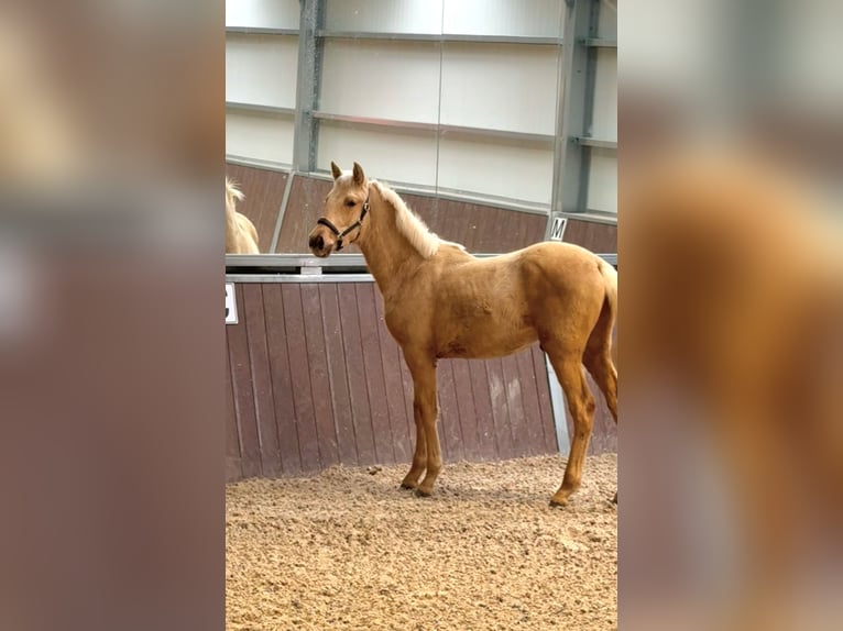 PRE Hengst 1 Jahr Palomino in Soria