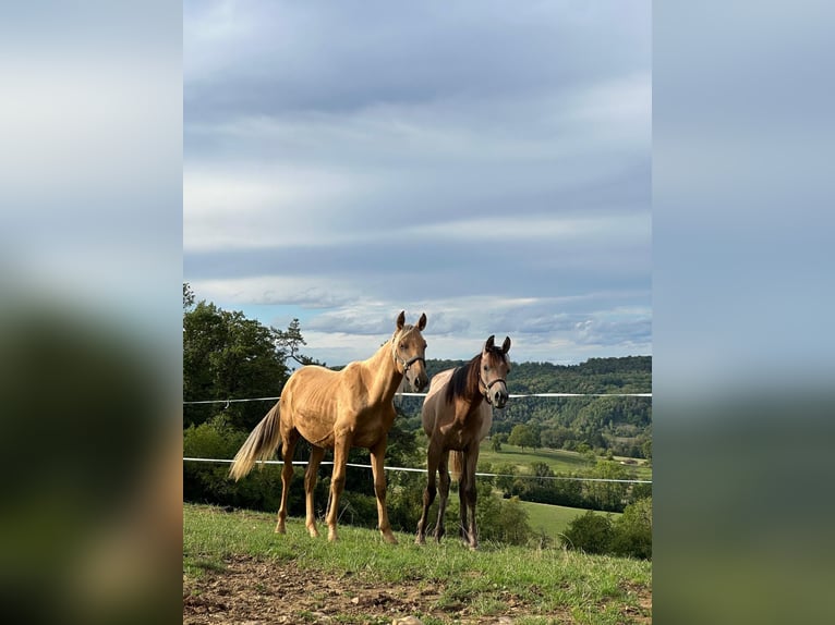 PRE Hengst 1 Jahr Palomino in Klettgau