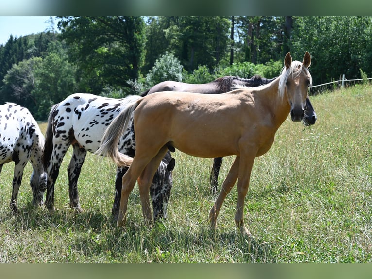 PRE Mix Hengst 1 Jahr Palomino in Klettgau