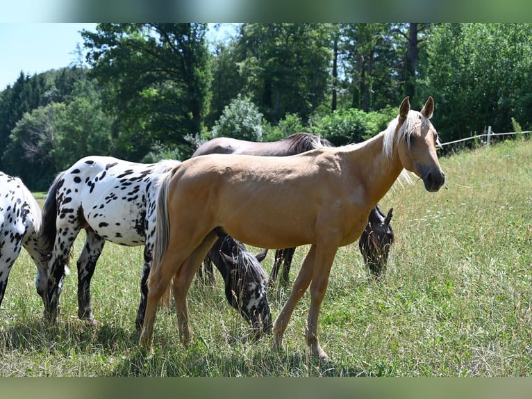 PRE Mix Hengst 1 Jahr Palomino in Klettgau