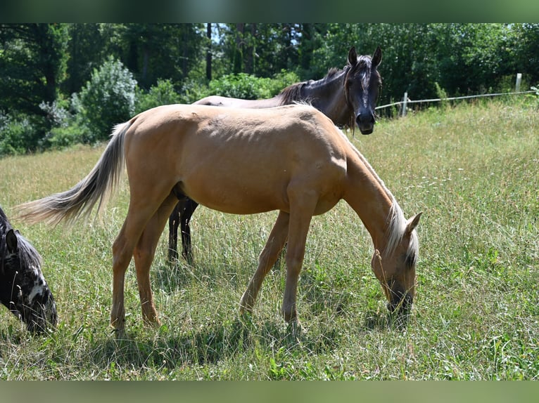 PRE Mix Hengst 1 Jahr Palomino in Klettgau