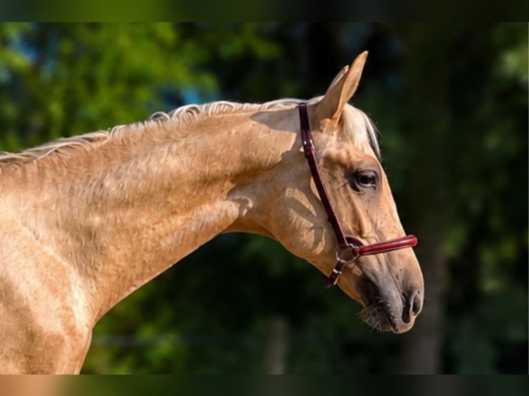 PRE Hengst 1 Jahr Palomino in Caumont