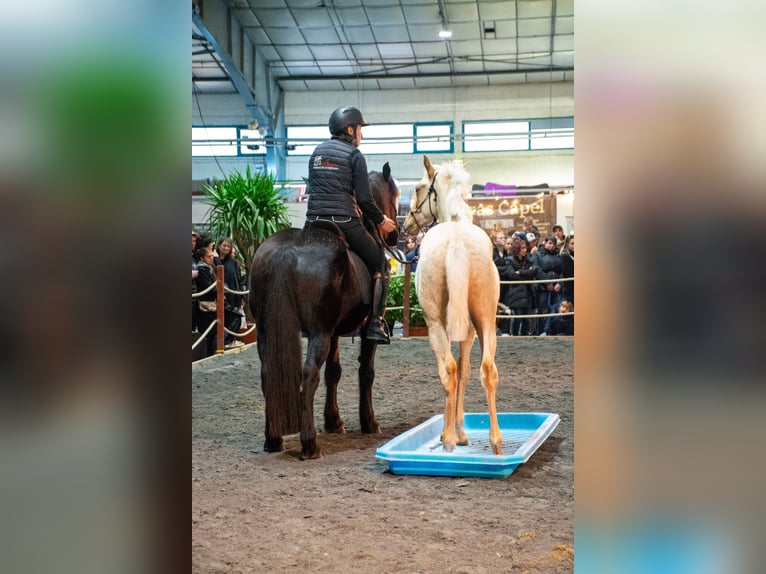 PRE Hengst 1 Jahr Palomino in Caumont