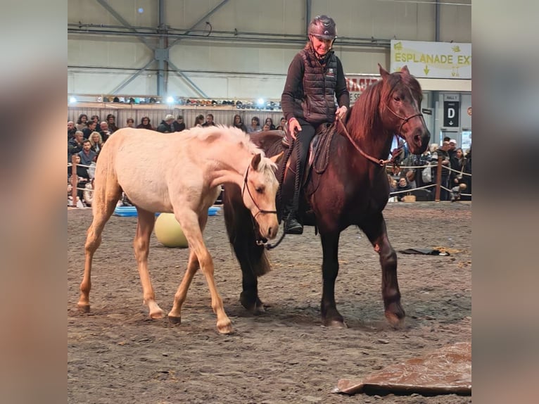 PRE Hengst 1 Jahr Palomino in Caumont