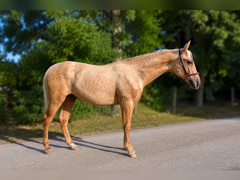 PRE Hengst 1 Jahr Palomino in Caumont