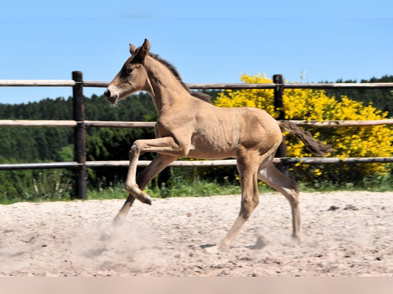 PRE Hengst 1 Jahr Pearl in Manhay