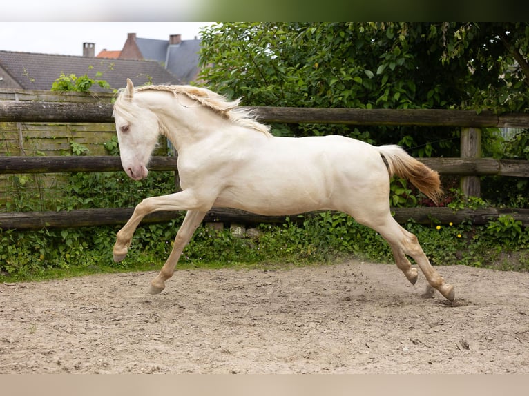 PRE Hengst 1 Jahr Pearl in Kampenhout