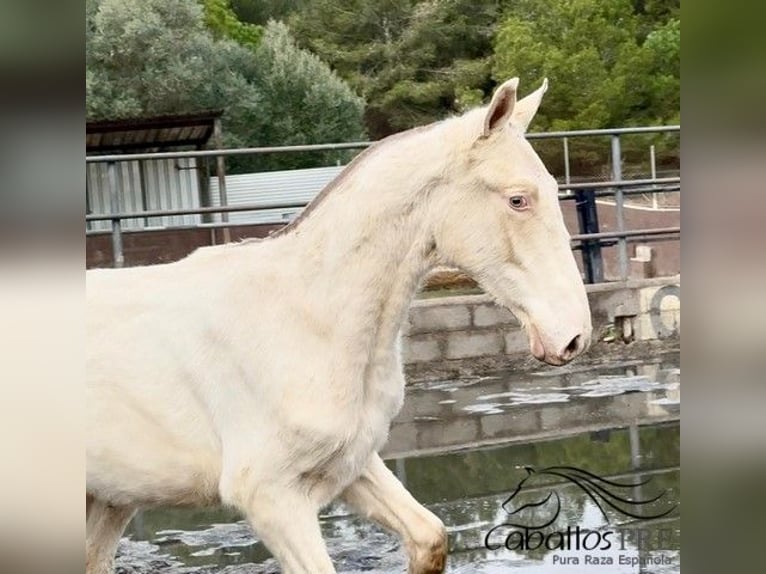 PRE Mix Hengst 1 Jahr Perlino in Barcelona