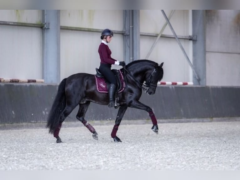 PRE Hengst 1 Jahr Rappe in Oudenaarde