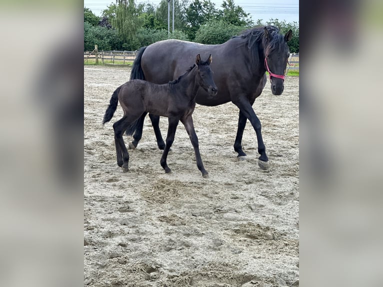 PRE Hengst 1 Jahr Rappe in Oudenaarde