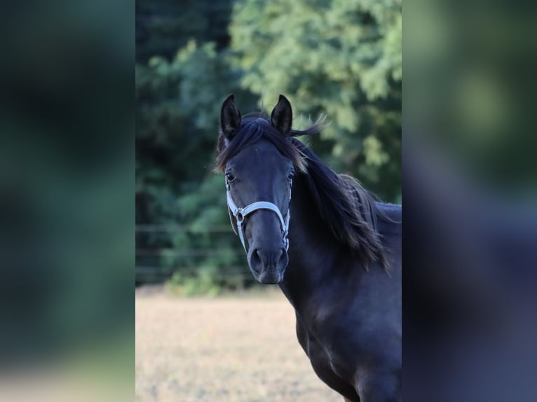 PRE Hengst 1 Jahr Rappe in Pellenberg
