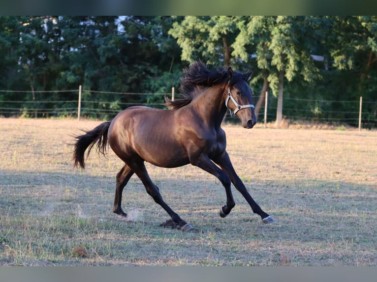 PRE Hengst 1 Jahr Rappe in Pellenberg