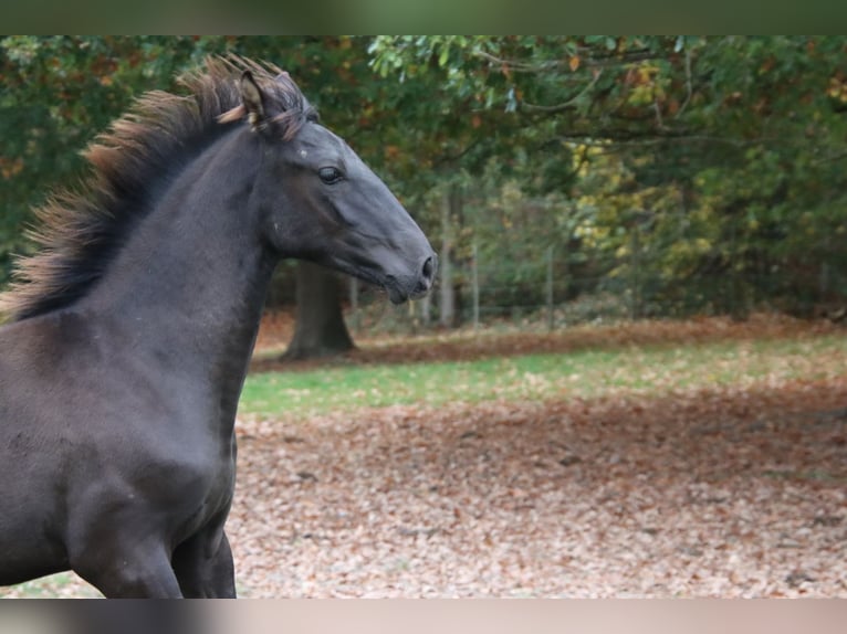 PRE Mix Hengst 1 Jahr Rappe in Pellenberg