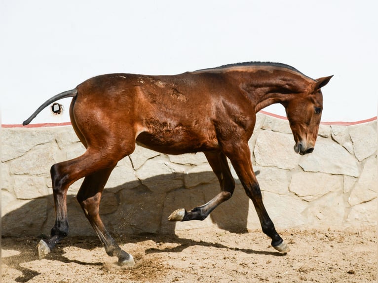 PRE Mix Hengst 1 Jahr Rotbrauner in Badajoz