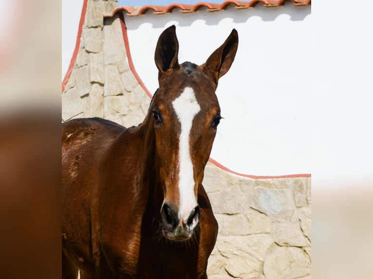 PRE Mix Hengst 1 Jahr Rotbrauner in Badajoz