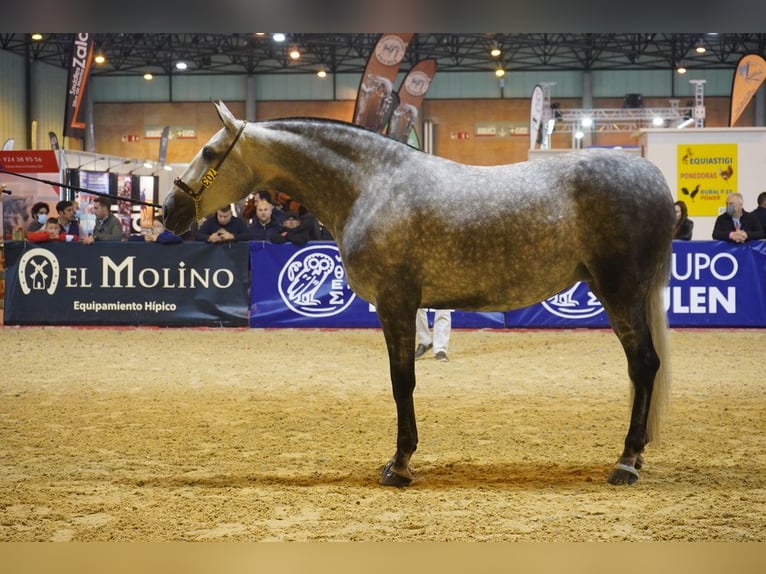 PRE Hengst 1 Jahr in Badajoz