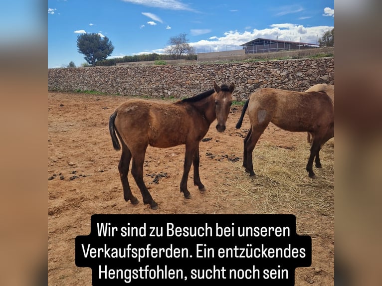 PRE Hengst 1 Jahr Schimmel in Valencia