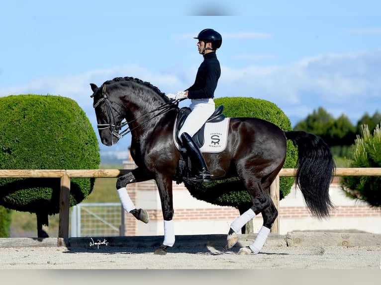 PRE Mix Hengst 1 Jahr Schimmel in Jemeppe sur sambre