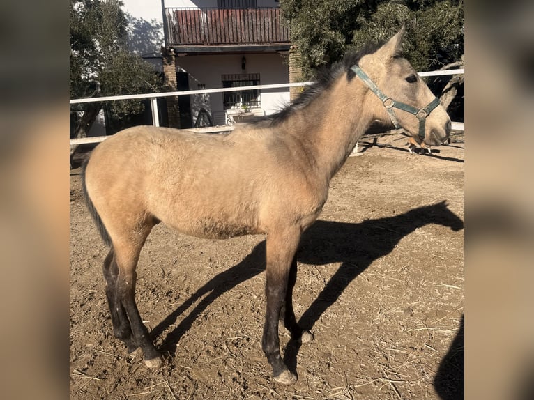 PRE Mix Hengst 1 Jahr Schimmel in Jaen
