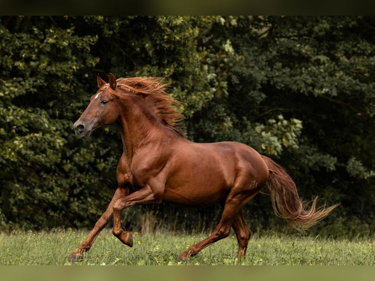 PRE Hengst 23 Jaar 156 cm Vos in Feuchtwangen