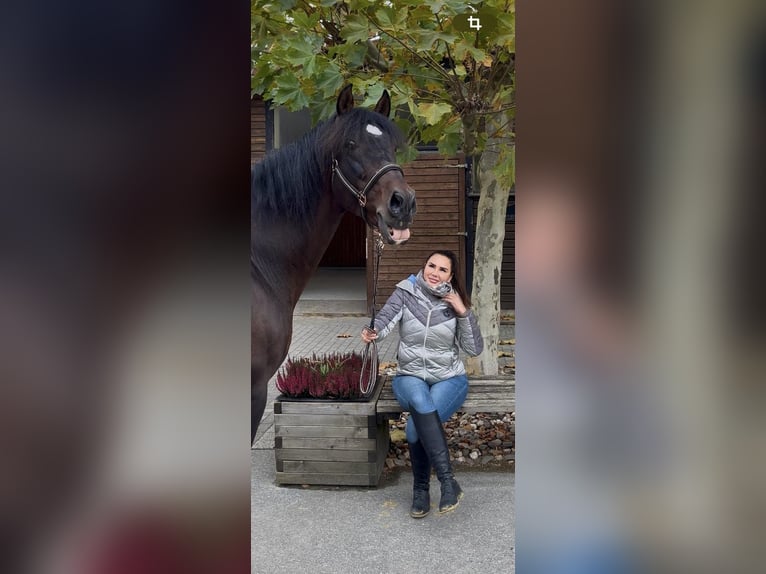 PRE Mix Hengst 24 Jaar 165 cm Bruin in Welver