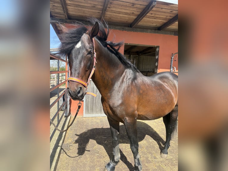 PRE Mix Hengst 24 Jaar 165 cm Bruin in Welver