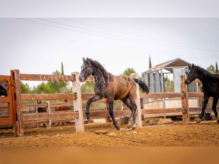 PRE Hengst 2 Jaar 130 cm Schimmel in Valencia