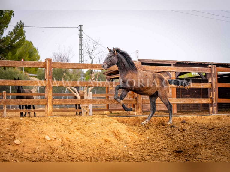 PRE Hengst 2 Jaar 130 cm Schimmel in Valencia