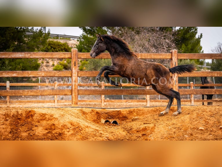 PRE Hengst 2 Jaar 130 cm Schimmel in Valencia