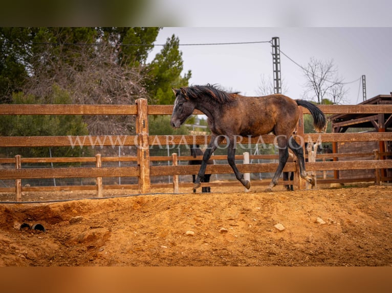 PRE Hengst 2 Jaar 130 cm Schimmel in Valencia