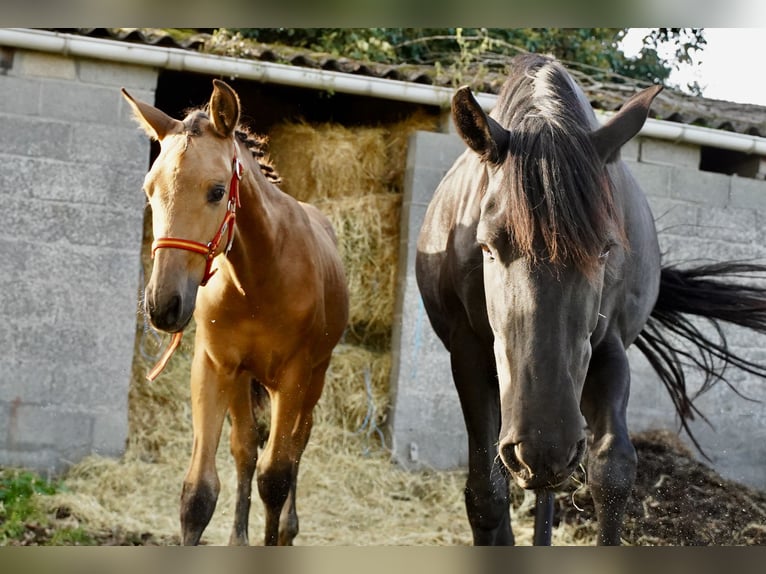 PRE Hengst 2 Jaar 138 cm Buckskin in HEUVELLAND