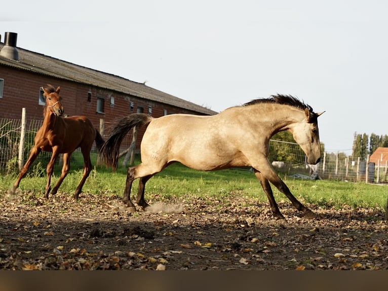 PRE Hengst 2 Jaar 140 cm Donkere-vos in HEUVELLAND