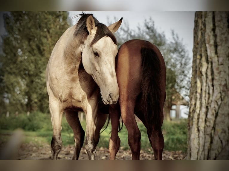 PRE Hengst 2 Jaar 140 cm Donkere-vos in HEUVELLAND