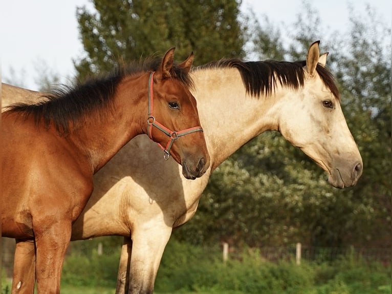 PRE Hengst 2 Jaar 140 cm Donkere-vos in HEUVELLAND