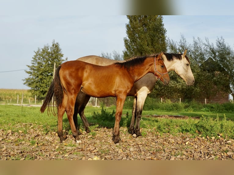 PRE Hengst 2 Jaar 140 cm Donkere-vos in HEUVELLAND