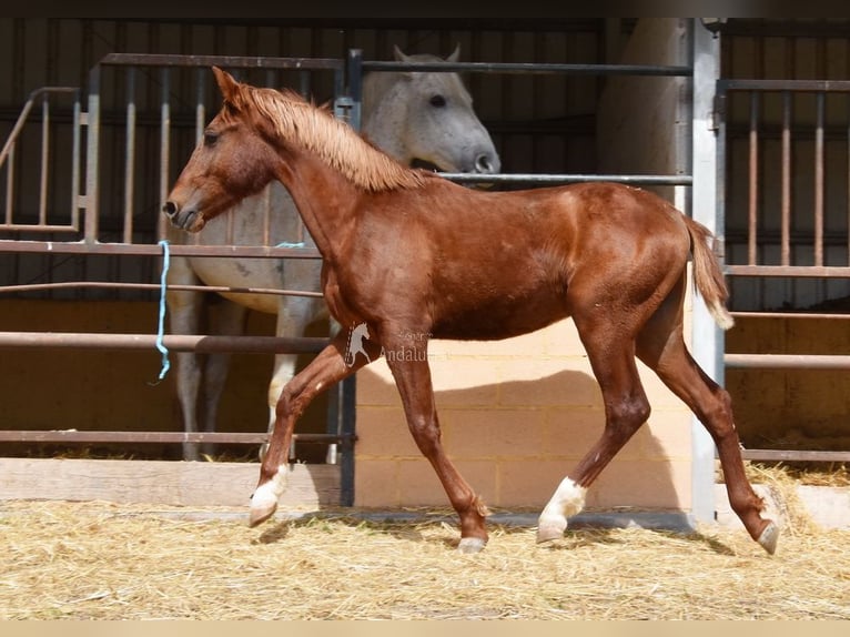 PRE Hengst 2 Jaar 144 cm Vos in Provinz Granada