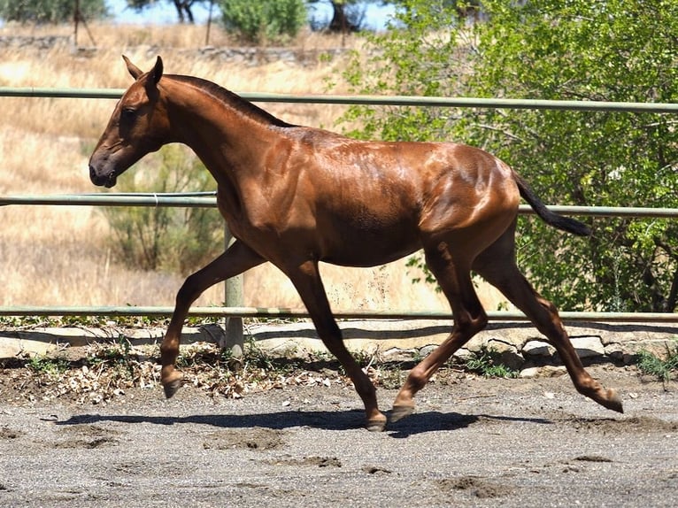 PRE Mix Hengst 2 Jaar 147 cm Vos in Navas Del Madroño