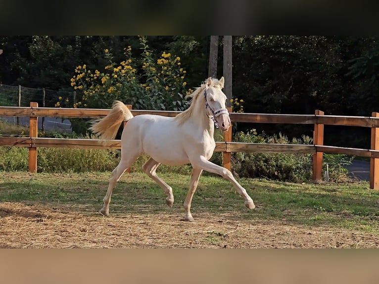 PRE Mix Hengst 2 Jaar 149 cm Perlino in Visz